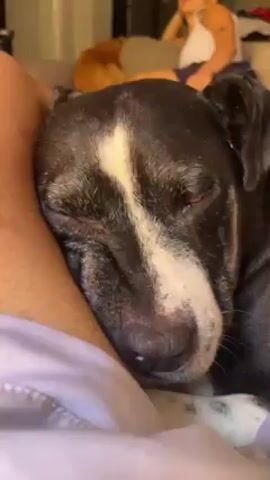 The video shows a close-up of a black and white dog sleeping. The dog is lying down on a purple cloth, with its head resting on a person's arm. The dog is facing the camera, and its eyes are closed. The dog has white fur on its face and chest, and black fur on the rest of its body. In the background, there is another person lying on the couch and an orange cat lying nearby. There is also some background chatter.