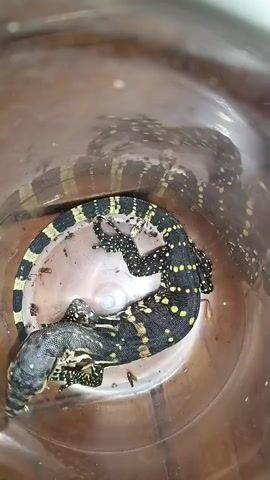 The video shows a close-up, overhead view of a black and yellow banded lizard curled up inside a clear plastic container. The lizard is positioned in the center of the container, with its tail wrapped around its body. There appear to be a few small, dark insects scattered on the bottom of the container around the lizard. The container's interior surface is slightly textured, and the exterior shows reflections and distortions due to the plastic material. The lighting is moderate, casting some shadows within the container.