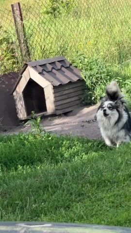 A fluffy, medium-sized dog with black and white fur and a bushy tail stands in a grassy area next to a wooden doghouse. The dog is looking to the right with its mouth open, as if panting or barking. In the background, there is a chain-link fence and tall green grass. The camera pans slightly to the left, showing more of the grassy area and the doghouse. The dog then moves to the right, disappearing behind some bushes. The video continues to show the dog moving around the doghouse and the surrounding area.