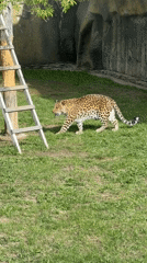Leopard spotted walking in zoo enclosure in Izhevsk