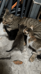 Mother cat nurses three kittens in Dalung, Indonesia