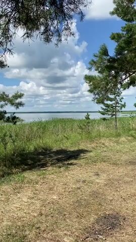 This is a vertical video taken outdoors on a sunny day with a partly cloudy sky. The camera pans from left to right, showing a grassy clearing in the foreground with scattered pine trees. In the background, there is a body of water bordered by a dense line of tall green reeds. The water appears calm and extends to the horizon. The overall scene depicts a natural, tranquil environment, possibly a lakeside or riverside.
