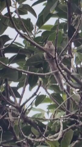 A squirrel sits perched on a branch of a tree, surrounded by green leaves and a light-colored sky.