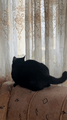 Black cat rests on sofa by window in Vratsa home