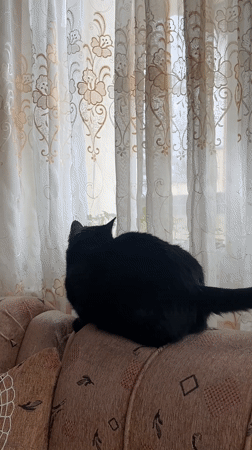 Black cat rests on sofa by window in Vratsa home