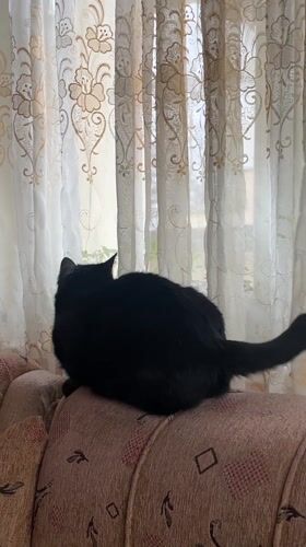 Black cat rests on sofa by window in Vratsa home