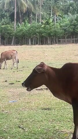 A brown cow is in the foreground, facing left. In the background, another brown cow is grazing in a grassy field. Palm trees and other vegetation form a dense line behind the field, with a wooden fence visible in the far background. The ground is covered in grass with some patches of bare earth.