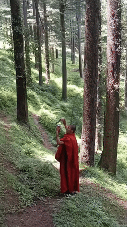 Buddhist monk photographs a sunlit forest path in Chhyal