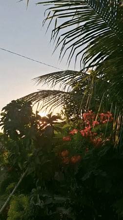 Sunny tropical morning documented in Kutaglumpang, Indonesia