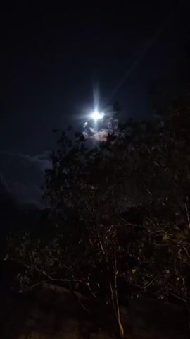 At night, a clear full moon shines brightly against a dark sky, obscured by some clouds. A bright starburst effect emanates from the moon. In the foreground, a dark tree with thin branches and leaves is silhouetted against the sky. A low brick wall can be seen at the very bottom of the frame. The scene is still.