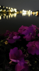 Nighttime scenes captured around Da Lat's Xuan Huong Lake