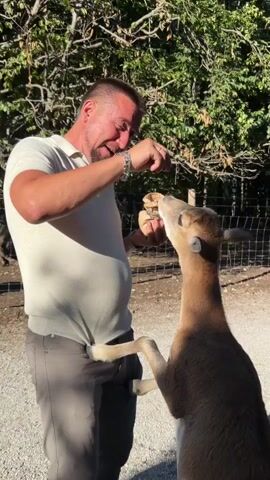 A man in a light-colored polo shirt and dark pants is laughing while feeding a young deer. The deer is standing on its hind legs, reaching up with its head and mouth to take food from the man's hand. The man is holding a small, brown bag or container of food in his other hand. The background consists of green trees and foliage, and a blurred wire fence is visible behind the man and the deer. The lighting suggests it is daytime.