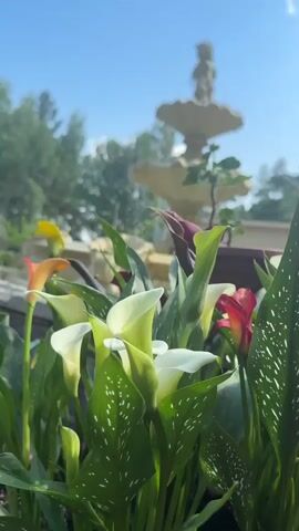The video is a close-up shot of calla lilies with a fountain in the background. The calla lilies are in various colors, including white, orange, and dark purple. The fountain is made of stone and has a statue of a cherub on top. The sky is blue and there are trees in the background. The camera is focused on the flowers, and the fountain is slightly blurred. The video appears to be taken outdoors on a sunny day.