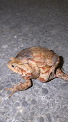 Two toads spotted piggyback on road in Montenegro