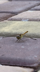 Dragonfly at rest on paved surfaces in Uyutnoye, Ukraine