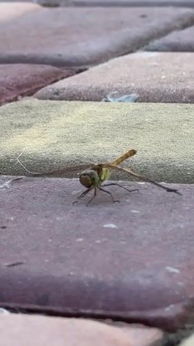 Dragonfly at rest on paved surfaces in Uyutnoye, Ukraine