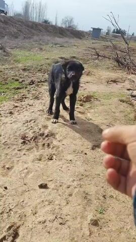 The video shows a person beckoning a black puppy outdoors. The puppy is standing on a sandy, grassy patch of land. The person's hand is visible in the foreground, gently coaxing the puppy. In the background, there's a low hill, some bare trees, a shed, and a truck. A building with a clay wall is to the right of the puppy. The puppy looks at the person, then moves tentatively in their direction, then stops. The person makes a kissing sound. The puppy looks at the person again.
