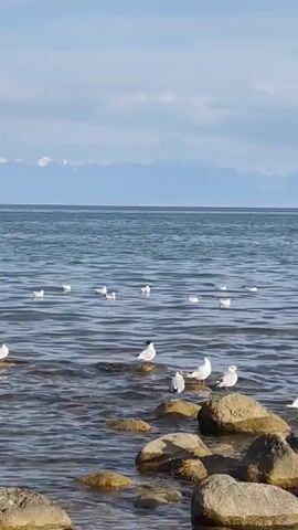 The video shows a body of water with several seagulls on and around it. The water is calm with small ripples, and the sky is blue with some clouds. In the foreground, there are rocks along the shore. The seagulls are mostly white with some black markings, and they are scattered across the water and perched on the rocks. One seagull is seen flying in the sky at the beginning of the video. The overall scene is peaceful and natural.
