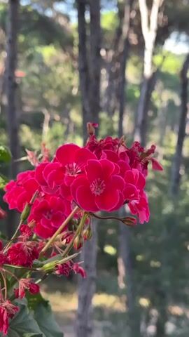 The video opens with a close-up of bright pink flowers. The camera then pans out to reveal a forest of tall pine trees with a clear blue sky overhead. Sunlight filters through the branches, creating dappled patterns on the ground. In the distance, rooftops of several buildings are visible amongst the trees, suggesting a residential area within or adjacent to the forest. The overall impression is of a serene and natural outdoor setting.
