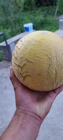 The media file captures a close-up shot of a person's hand holding a ripe cantaloupe. The melon is a pale yellow, with a textured rind featuring a network of brown, web-like cracks. The hand, appearing to be of an adult, is cupped to support the fruit.

In the background, the setting suggests an outdoor environment, possibly a rural area. There are hints of vegetation, with greenery visible behind a makeshift wooden bench supported by concrete blocks. A blue and white plastic container sits on the bench. Further back, a large, metallic container, possibly a drum, is also present. The ground appears to be a rough, paved surface.

The lighting indicates it is daytime, likely late afternoon or early evening given the soft light. The overall atmosphere is simple and natural, conveying a sense of harvest or a moment of appreciating fresh produce. There is no visible text in the media file. The activity is simply the presentation or examination of the melon.