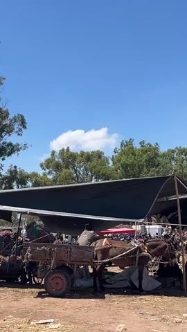 The video shows an outdoor marketplace under a bright blue sky with a few scattered clouds. The market is shaded by a large black tarp held up by ropes and poles. Several people are milling about, loading and unloading bundles of onions from horse-drawn carts and a small truck. A man in a plaid shirt and white hat walks across the foreground. In the background, there are trees and a small motorbike parked near one of the carts. The ground appears to be dry and dusty.