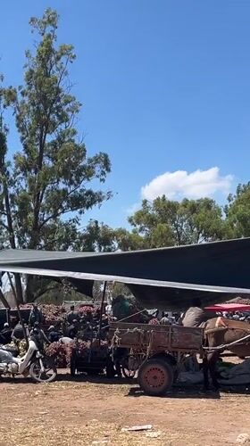 Outdoor produce market bustling in Bouguedra, Morocco