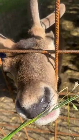 A close-up shot focuses on the snout of a deer, which is behind a rusty metal fence. The deer is eating a clump of green grass that is being held by a human hand. The deer's tongue is visible as it licks the grass. The background is blurred, but appears to be an outdoor area with dry leaves on the ground. The sun is shining, casting shadows from the fence onto the deer's face. The video is very short, lasting only a few seconds.
