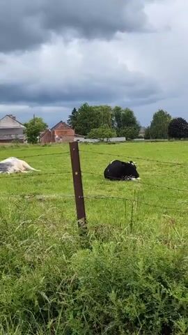 The video shows a field with several cows. In the foreground, there is a fence with tall grass. In the middle ground, there are at least three cows lying in the grass. One cow, predominantly white with some grey markings, is lying on its side. Another cow, black and white, is also lying down. Further in the background, more cows are visible in the green field. The sky is overcast with dark clouds. There are some trees and buildings in the distance.