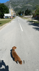 Dog stands on mountain road in Sutomore, Montenegro
