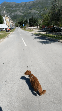 Dog stands on mountain road in Sutomore, Montenegro