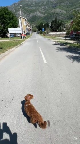 Dog stands on mountain road in Sutomore, Montenegro