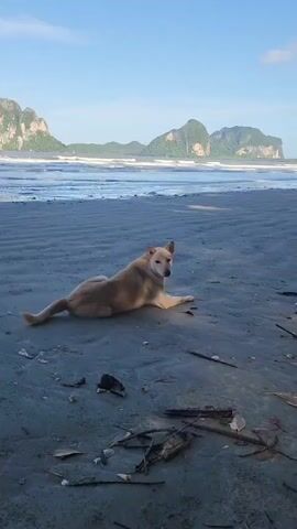A tan dog sits on a sandy beach with a body of water and distant mountains in the background. The dog looks towards the camera. The dog then stands up and walks away from the camera towards the water.