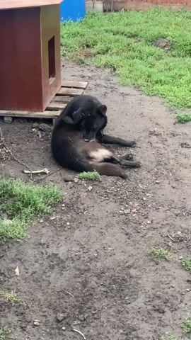 A black dog is lying on the ground next to a brown doghouse. The dog is licking its side. The ground is dirt and has some patches of green grass. There is a chain attached to the doghouse. The background is blurred but appears to be a yard with a fence and some buildings.