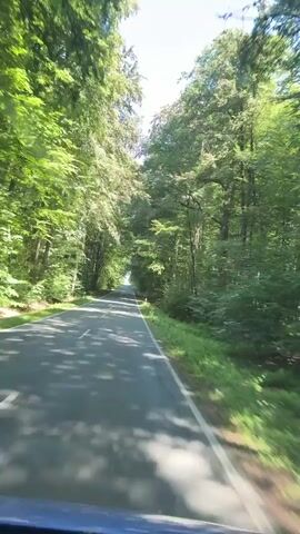 This is a first-person perspective video of a car driving on a road through a dense forest. The road is paved and has white lane markings. Tall green trees line both sides of the road, their leaves forming a canopy overhead. Sunlight filters through the leaves, creating dappled shadows on the road. The sky is visible in the distance at the end of the road. There are no people or other vehicles visible in the immediate vicinity. The overall impression is one of peaceful travel through a natural setting.