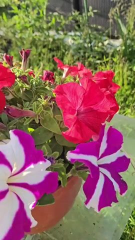 The video shows a close-up view of several potted petunia flowers. In the foreground, there are two striking petunia flowers, one bright red and another with white and magenta stripes. Behind them, more red petunias are visible, along with some smaller purple flowers in the background. The flowers are arranged in brown and white pots, resting on a wooden surface. The scene is bathed in natural sunlight, casting shadows and highlighting the vibrant colors of the blooms. The background consists of green foliage and a hint of a fence, suggesting an outdoor setting, possibly a garden or patio. The camera slowly pans across the flowers, offering different perspectives and showcasing the intricate details of their petals and leaves. There are no people or animals present in the video.