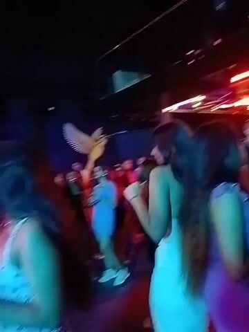 The video shows a nightclub with a crowded dance floor. People are dancing under colorful lights, predominantly blue, purple, and red. Some people are facing towards a stage or performance area. In the background, there is a white sculpture of a bird with outstretched wings mounted on a wall. There are some overhead fixtures and light panels. The video appears to be taken from the perspective of someone moving through the crowd.