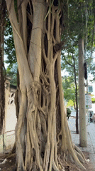 Street life along a Nha Trang sidewalk, vendors and banyan tree
