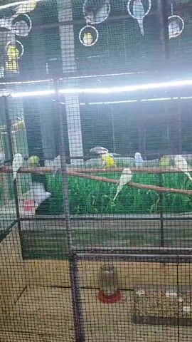 The video shows an indoor bird enclosure filled with budgies. The enclosure is a large cage with wire mesh walls and a metal frame. Inside, there are several horizontal perches made of natural wood, where the birds are resting or perched. Some of the budgies are yellow, while others are white or light blue and green. There are also several circular bird toys hanging from the top of the cage. In the background, there appears to be artificial grass or a green substrate at the bottom of the enclosure, and some more complex netting or structures above the perches. The lighting appears to be artificial, with bright LED strips illuminating the cage. At the very bottom of the cage, a red and white bird feeder is visible. The overall impression is of a well-maintained aviary.