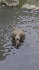 Wildlife spotted at Fasano zoo during morning hours
