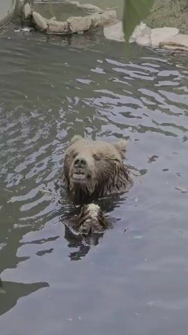 A brown bear is seen partially submerged in dark water, likely within a zoo or wildlife park enclosure in Fasano, Italy. Its head and upper chest are visible above the water line. The bear is actively eating, holding a small object (presumably food) between its front paws and bringing it to its mouth. Its mouth opens and closes as it chews. The water around the bear is rippled. In the background, rocky edges of the enclosure are visible, and a blurred green leaf hangs into the frame from the top. The scene is lit by natural daylight. The bear appears focused and calm while feeding in the water.