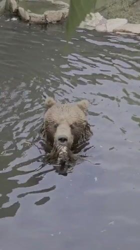 Wildlife spotted at Fasano zoo during morning hours