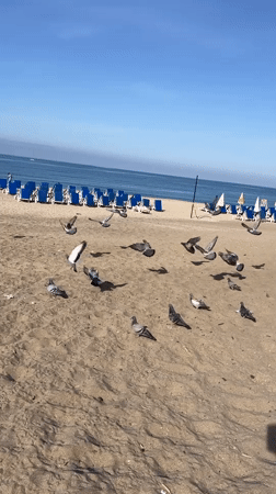 Morning scenes from Alanya Turkey beaches and promenades