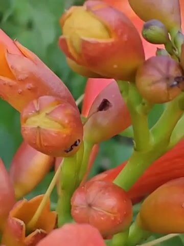 This is a close-up, stationary video of a cluster of orange trumpet-shaped flowers and their buds. An ant is visible on one of the buds. The background is blurred green foliage.