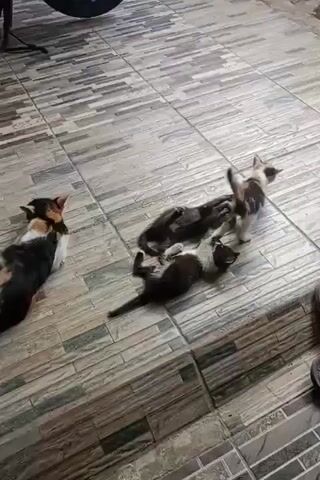 A group of cats are on a tiled floor. One cat, mostly black and white, is lying on its back with its paws in the air. Another cat, dark gray, is lying next to it, also on its side. A third cat, primarily black, is lying stretched out on its belly. A fourth cat, with a calico pattern of black, white, and orange, is sitting upright facing left. A fifth cat, a kitten with white, brown, and black markings, is sitting in the upper right of the frame. The floor is tiled with a pattern of rectangular tiles in shades of gray and green. A dark object, possibly a motorcycle tire, is visible in the upper left corner. A brown shoe and a dark sandal are on the right side of the frame. The lighting suggests it is daytime.