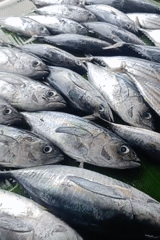 Fresh seafood displayed at outdoor market in Lhokseumawe, Indonesia