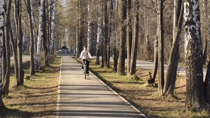 Woman cycles forest path lined with birch trees
