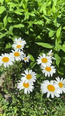 A cluster of daisies with white petals and yellow centers is visible in the foreground. Sunlight filters through the green foliage in the background. A small white insect is perched on one of the daisy petals. The camera is stationary.