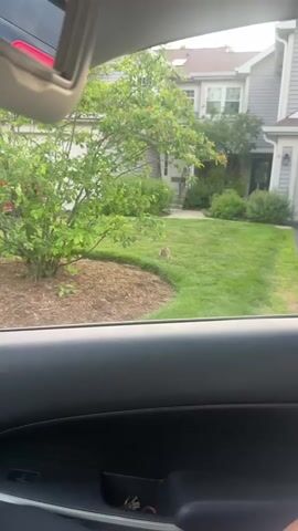 The video shows a brown rabbit running across a grassy lawn and then across a patch of brown mulch. The rabbit is running from left to right in the frame. The camera is filming from inside a car. In the background, there is a house and a tree.