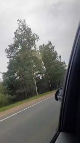The video shows a view from inside a moving vehicle, looking out the passenger side window. The road is paved and bordered by a grassy shoulder and trees. The sky is overcast. The video captures two instances of large trucks passing the vehicle. The first truck is red and appears to be a dump truck. The second truck is yellow. The trees visible include birches and pines.