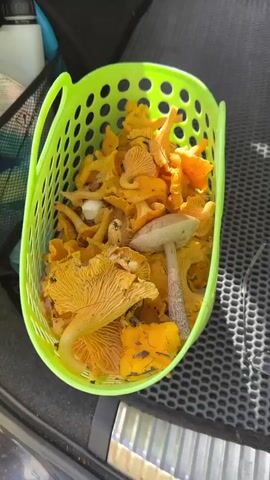 The video begins with a close-up of a green basket filled with bright yellow chanterelle mushrooms and a few larger, darker-capped mushrooms. The basket sits on a black, perforated surface, possibly the floor of a vehicle. A set of wire-rimmed glasses and a small blue multi-tool are visible on the perforated surface next to the basket. The camera then pans to the right, revealing a dark grey bucket overflowing with various types of mushrooms. These include the yellow chanterelles, several large brown and red-capped boletus mushrooms, and other forest mushrooms with thick stems and visible gills or pores. The bucket also sits on the same black perforated surface. The video concludes with a shot of the green basket and the scattered items next to it, with the bucket slightly out of focus in the background.